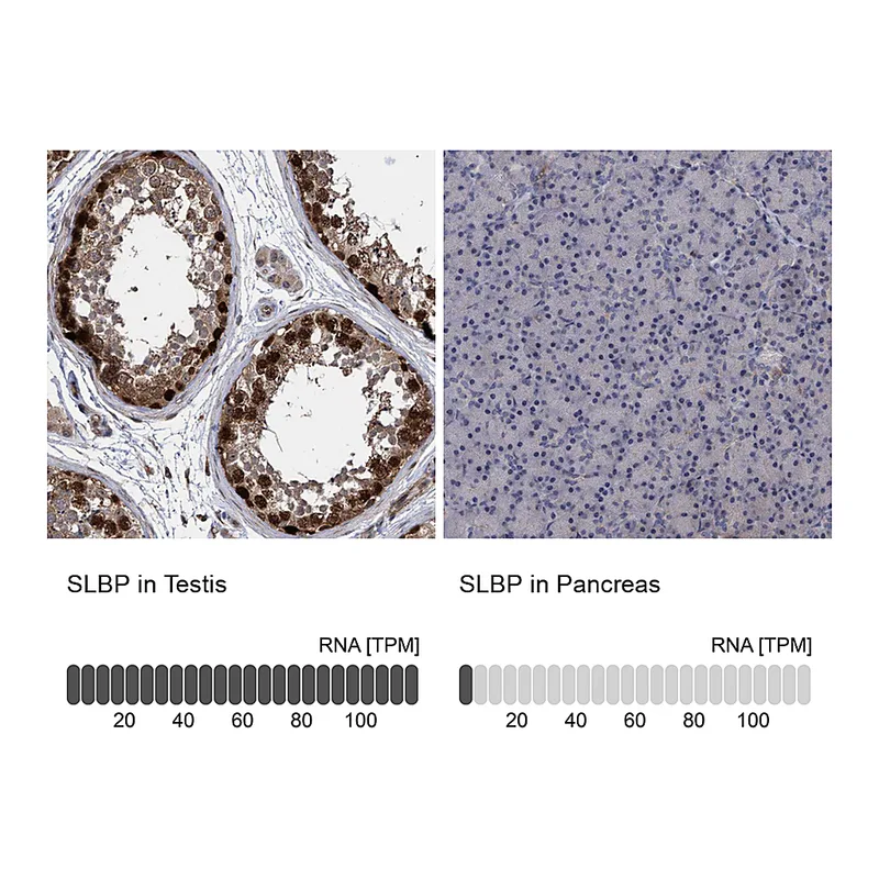 Atlas Antibodies Anti-SLBP Antibody