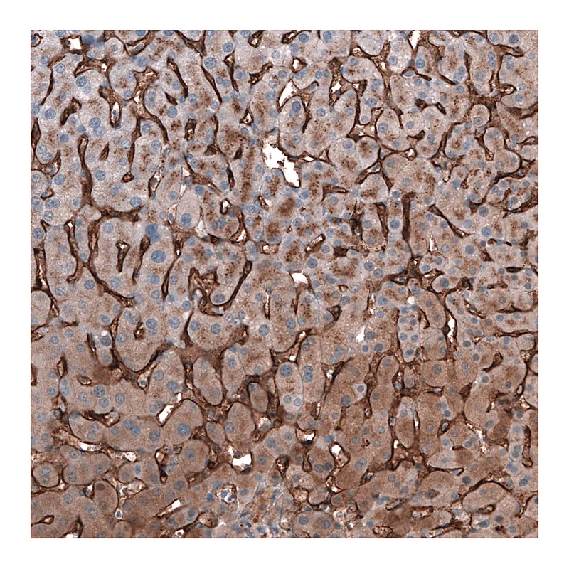 Atlas Antibodies Anti-SLC10A5 Antibody