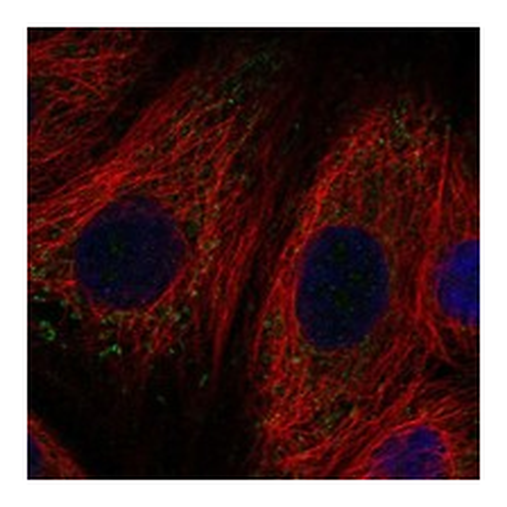Atlas Antibodies Anti-SLC11A1 Antibody