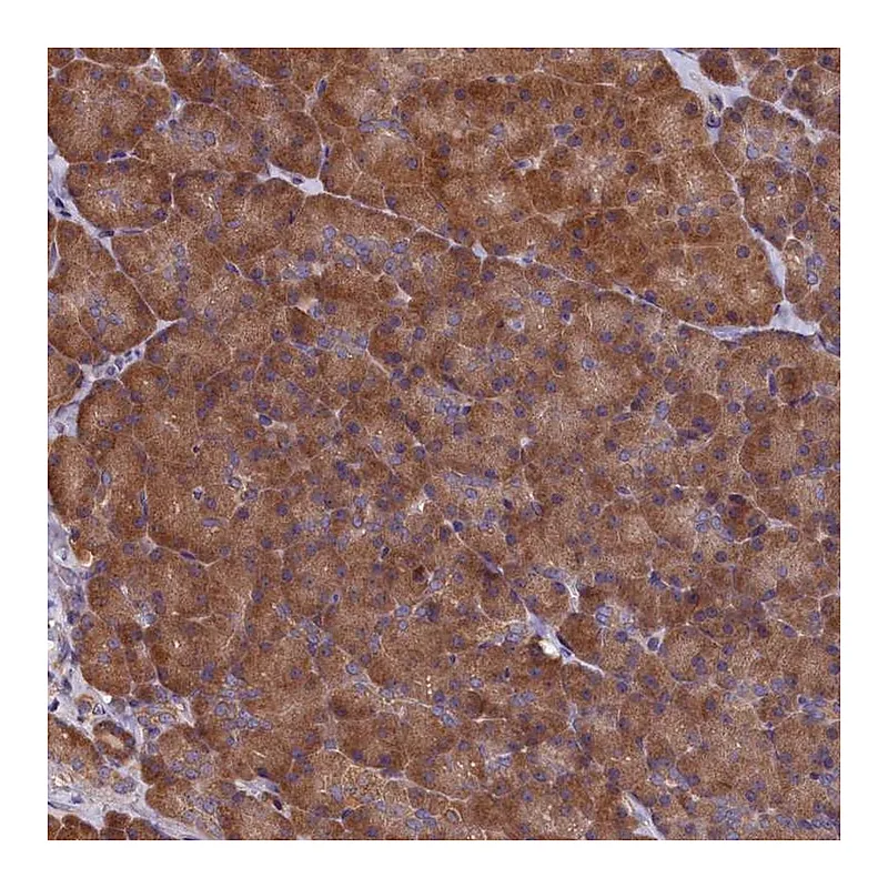 Atlas Antibodies Anti-SLC12A4 Antibody
