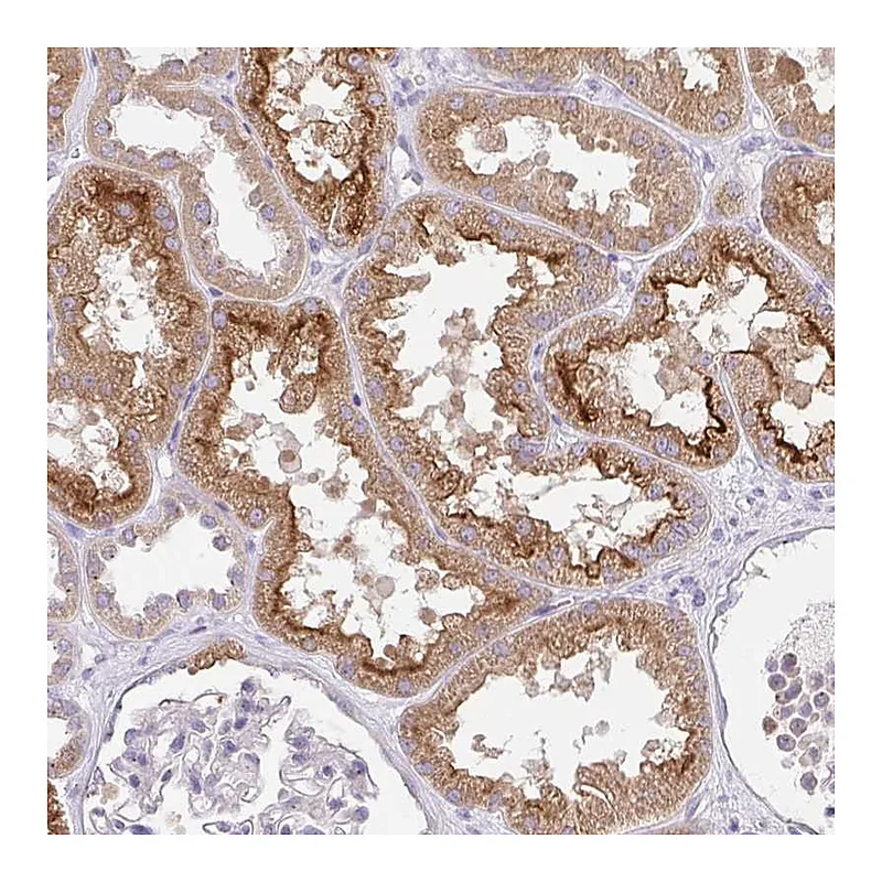 Atlas Antibodies Anti-SLC13A1 Antibody