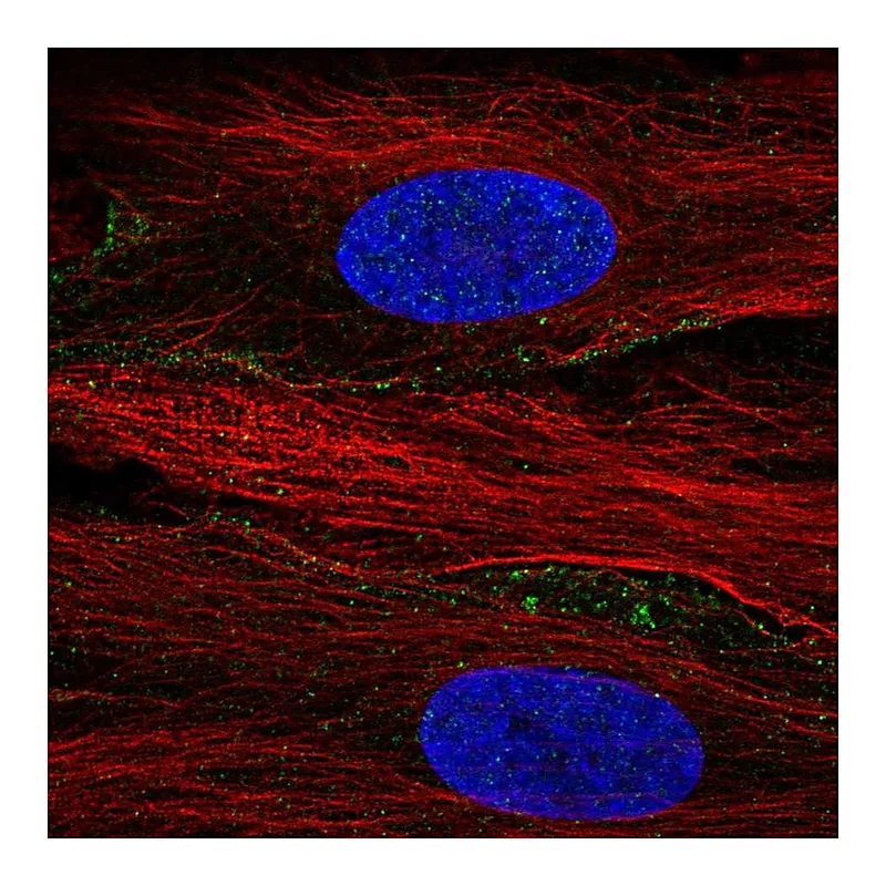 Atlas Antibodies Anti-SLC13A3 Antibody