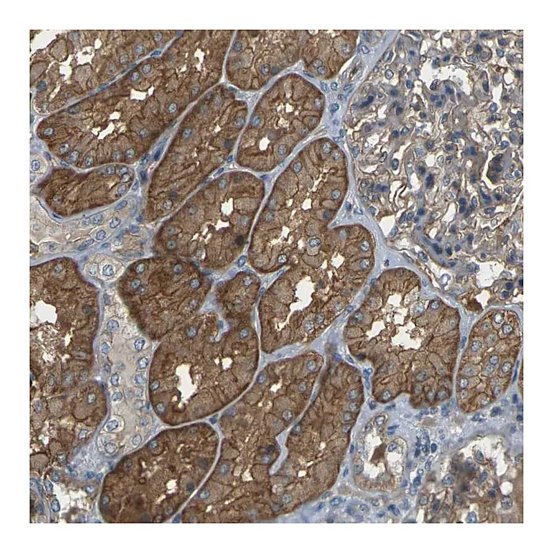 Atlas Antibodies Anti-SLC13A3 Antibody