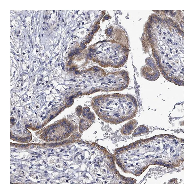 Atlas Antibodies Anti-SLC13A4 Antibody