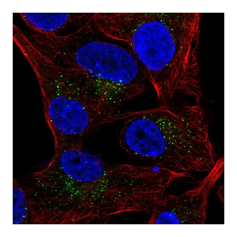 Atlas Antibodies Anti-SLAMF7 Antibody