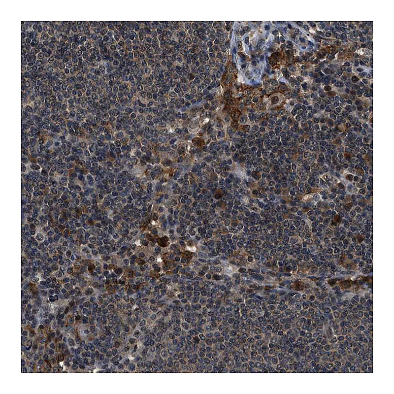 Atlas Antibodies Anti-SLC15A4 Antibody
