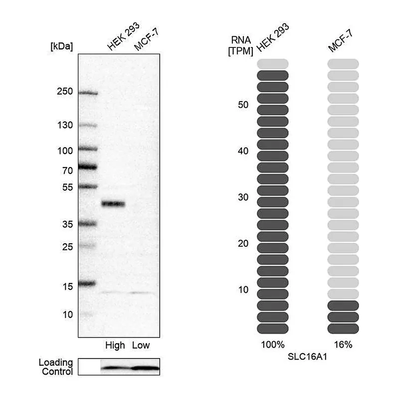 Atlas Antibodies Anti-SLC16A1 Antibody