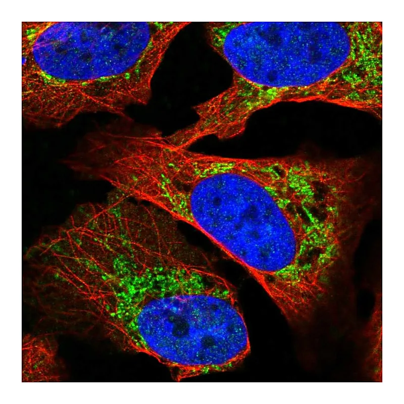 Atlas Antibodies Anti-SLC16A12 Antibody