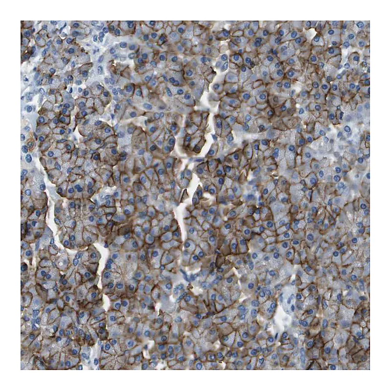 Atlas Antibodies Anti-SLC16A10 Antibody