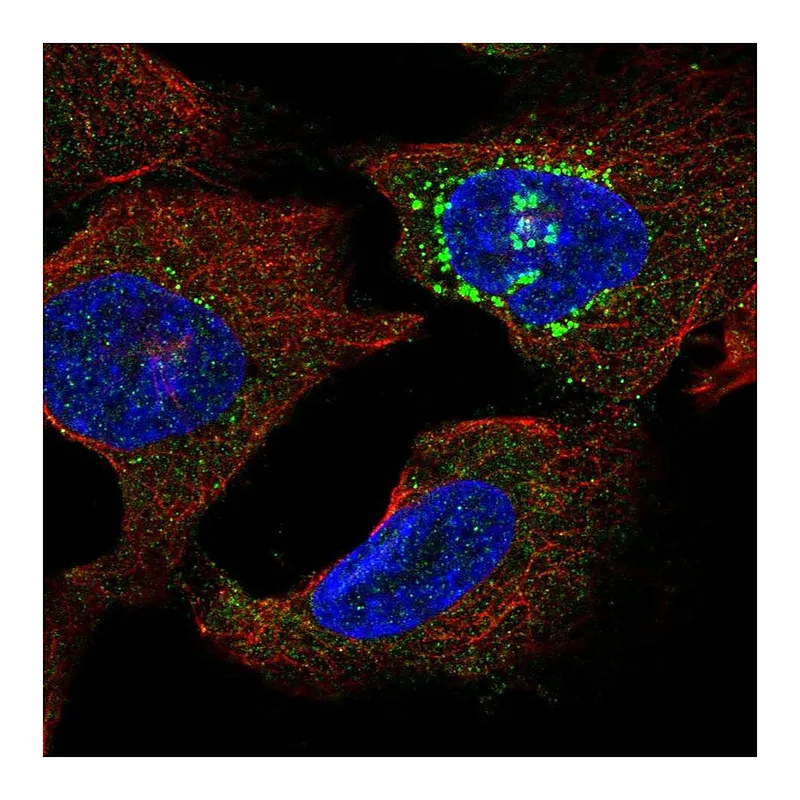 Atlas Antibodies Anti-SLC16A13 Antibody