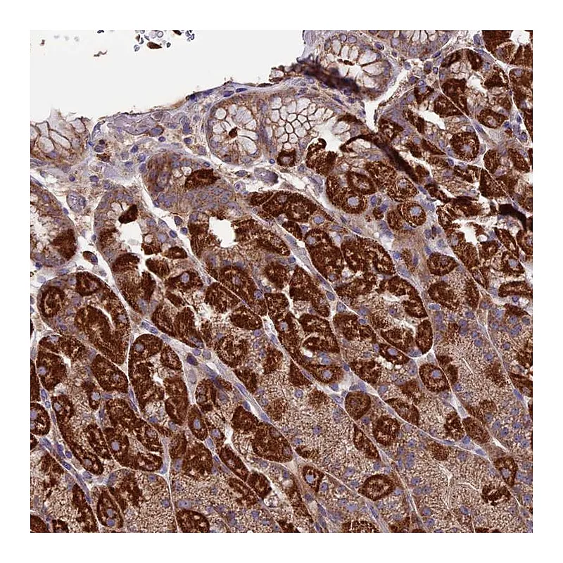 Atlas Antibodies Anti-SLC15A5 Antibody