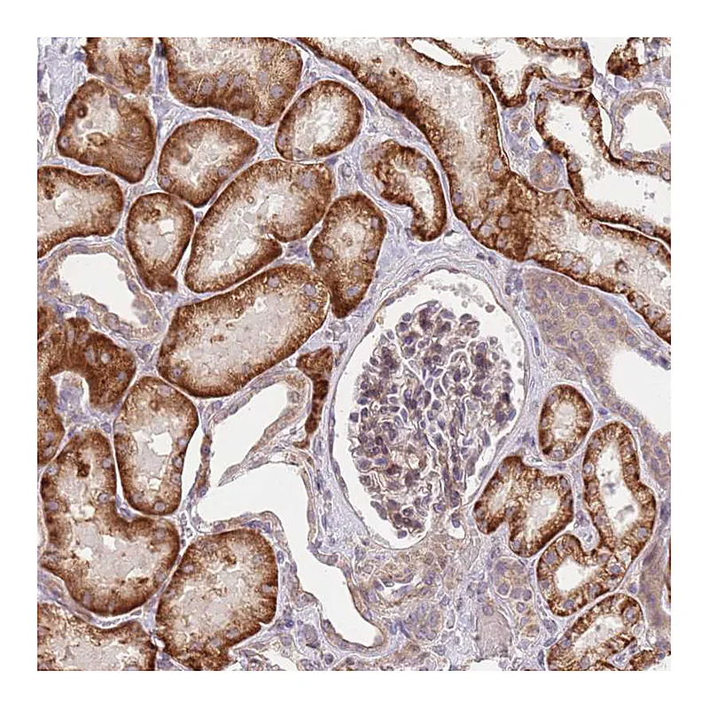 Atlas Antibodies Anti-SLC16A4 Antibody