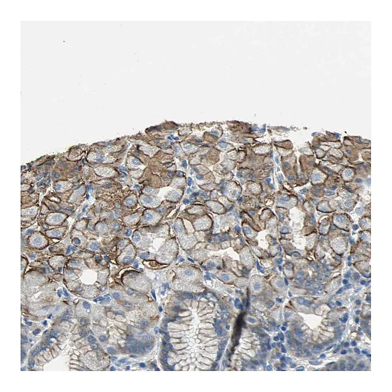 Atlas Antibodies Anti-SLC16A7 Antibody