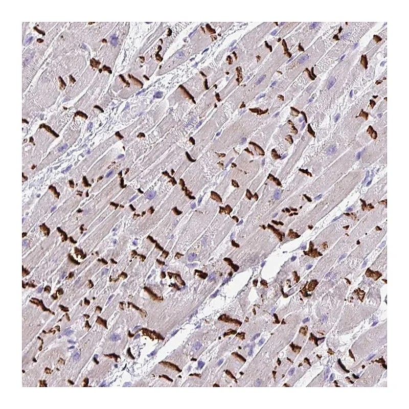 Atlas Antibodies Anti-SLC16A6 Antibody