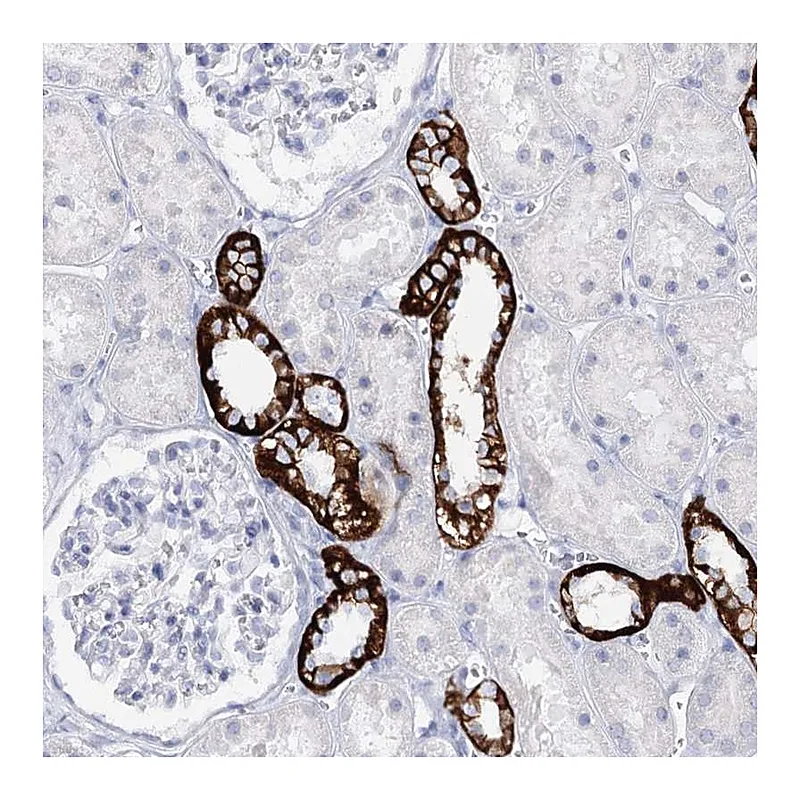 Atlas Antibodies Anti-SLC17A2 Antibody