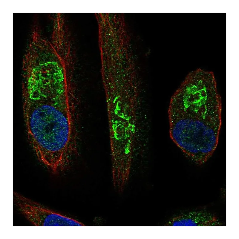 Atlas Antibodies Anti-SLC17A1 Antibody