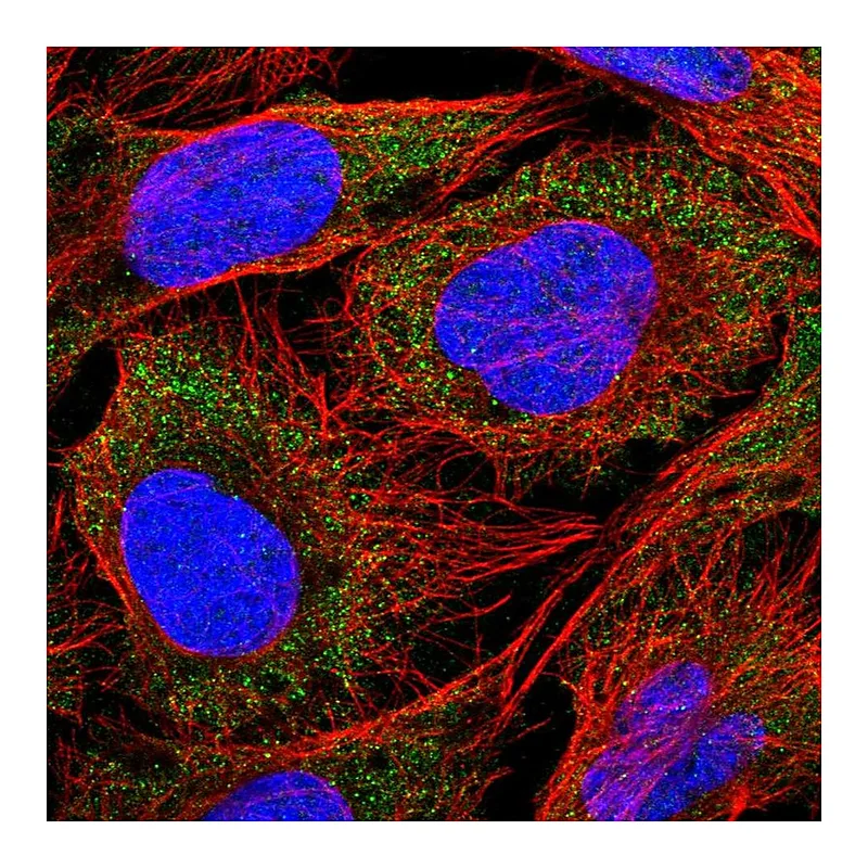 Atlas Antibodies Anti-SLC18B1 Antibody