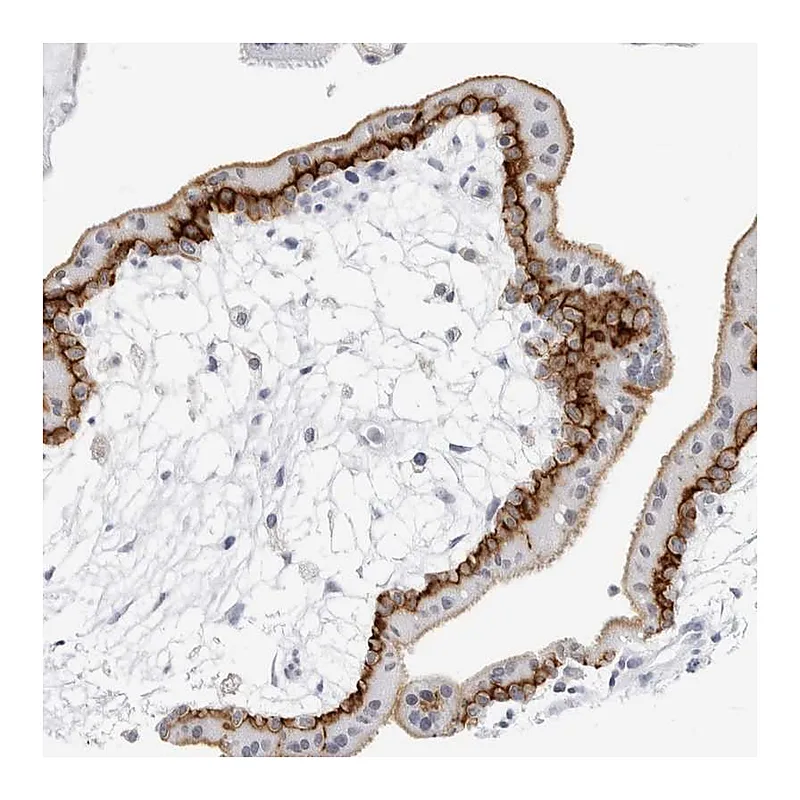 Atlas Antibodies Anti-SLC19A1 Antibody