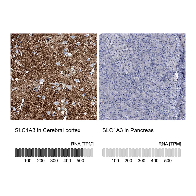 Atlas Antibodies Anti-SLC1A3 Antibody
