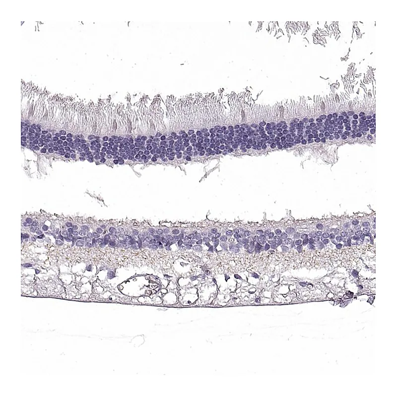 Atlas Antibodies Anti-SLC1A7 Antibody