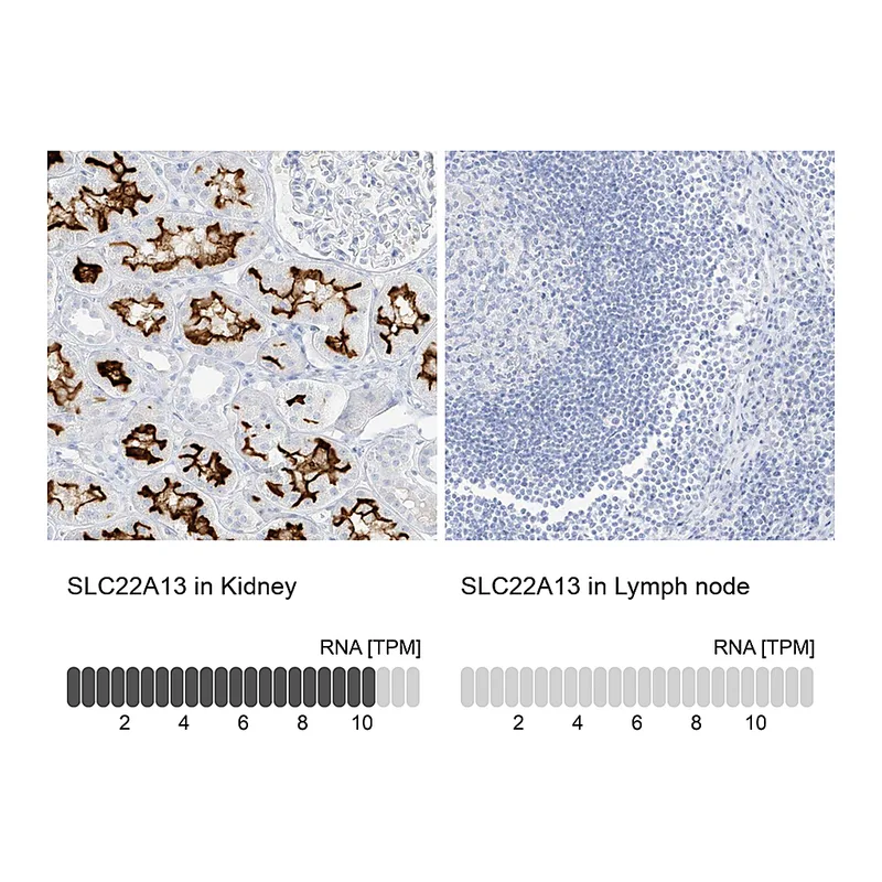 Atlas Antibodies Anti-SLC22A13 Antibody