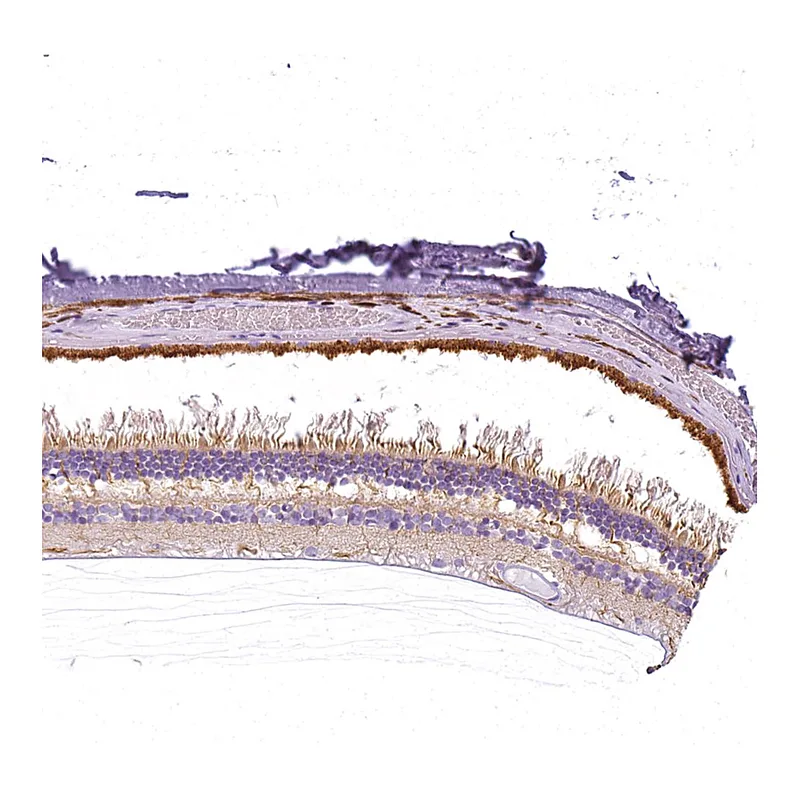 Atlas Antibodies Anti-SLC24A1 Antibody