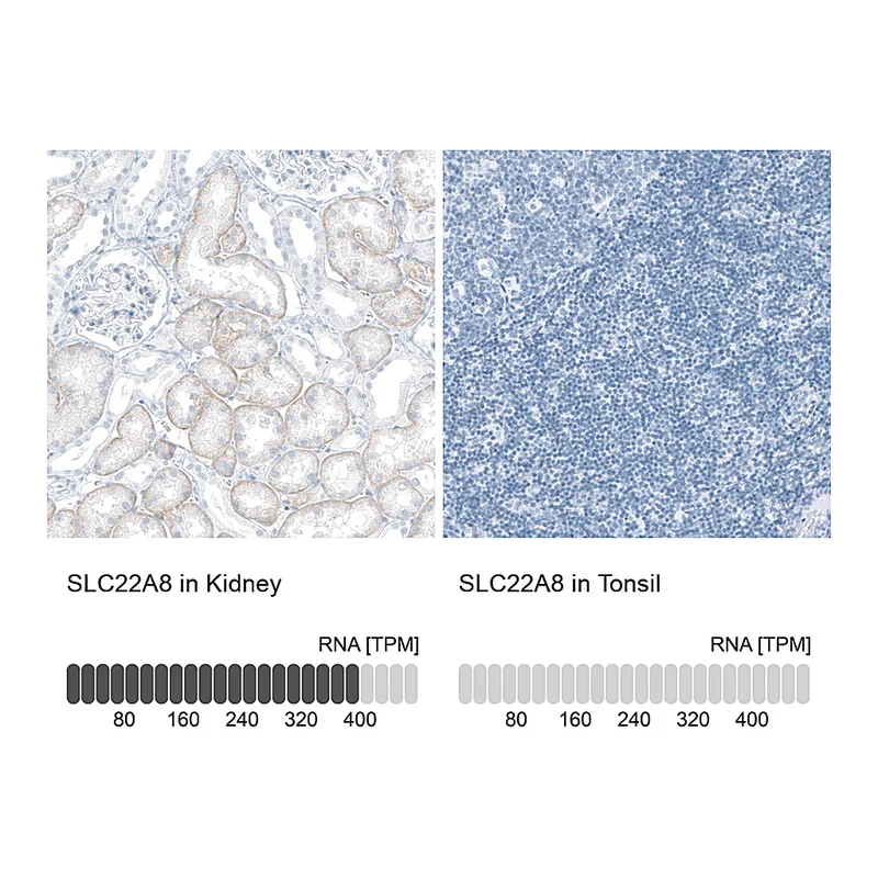 Atlas Antibodies Anti-SLC22A8 Antibody