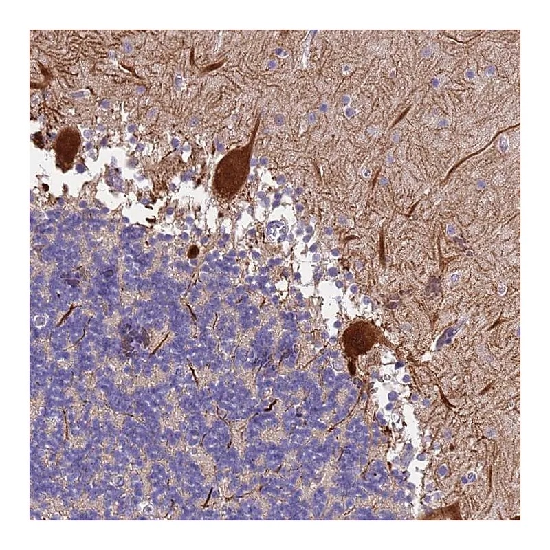 Atlas Antibodies Anti-SLC24A3 Antibody
