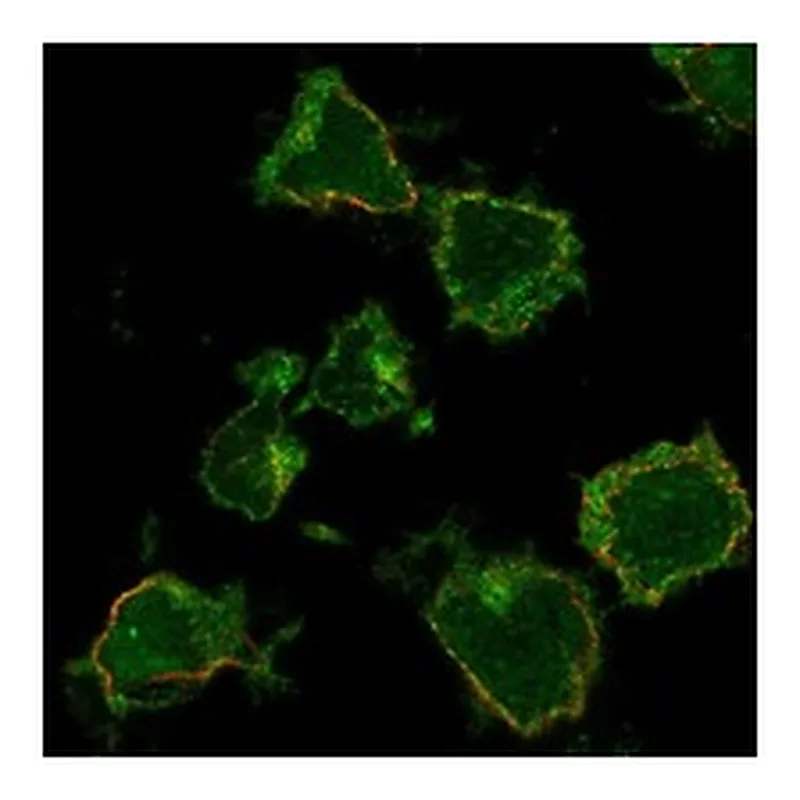 Atlas Antibodies Anti-SLC24A4 Antibody