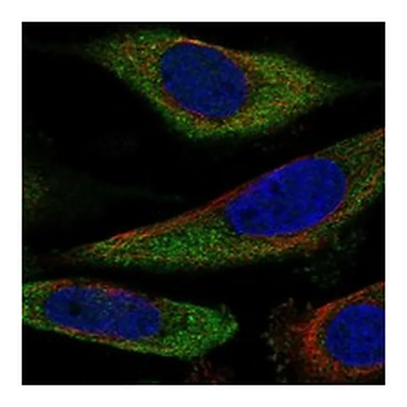 Atlas Antibodies Anti-SLC25A43 Antibody