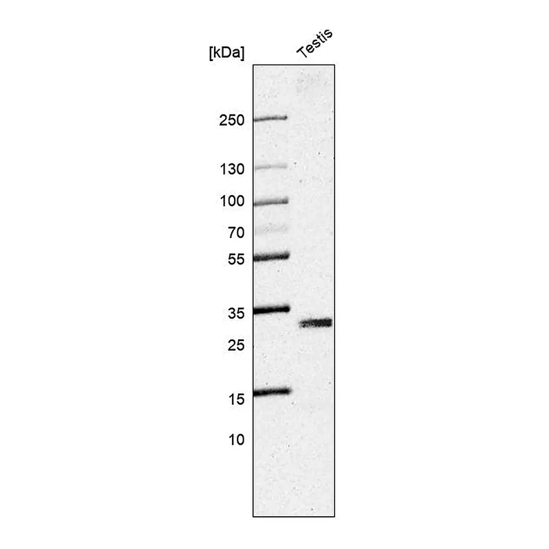 Atlas Antibodies Anti-SLC25A5 Antibody
