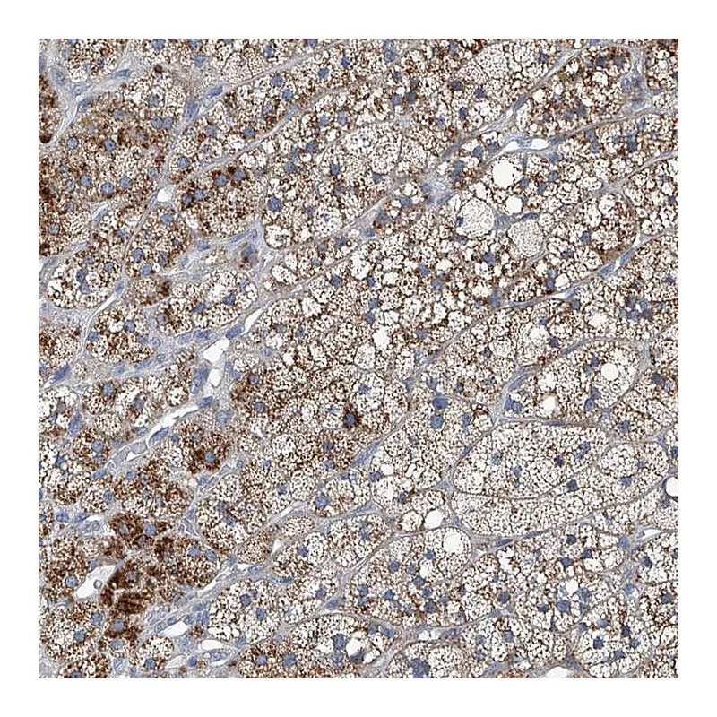 Atlas Antibodies Anti-SLC26A11 Antibody