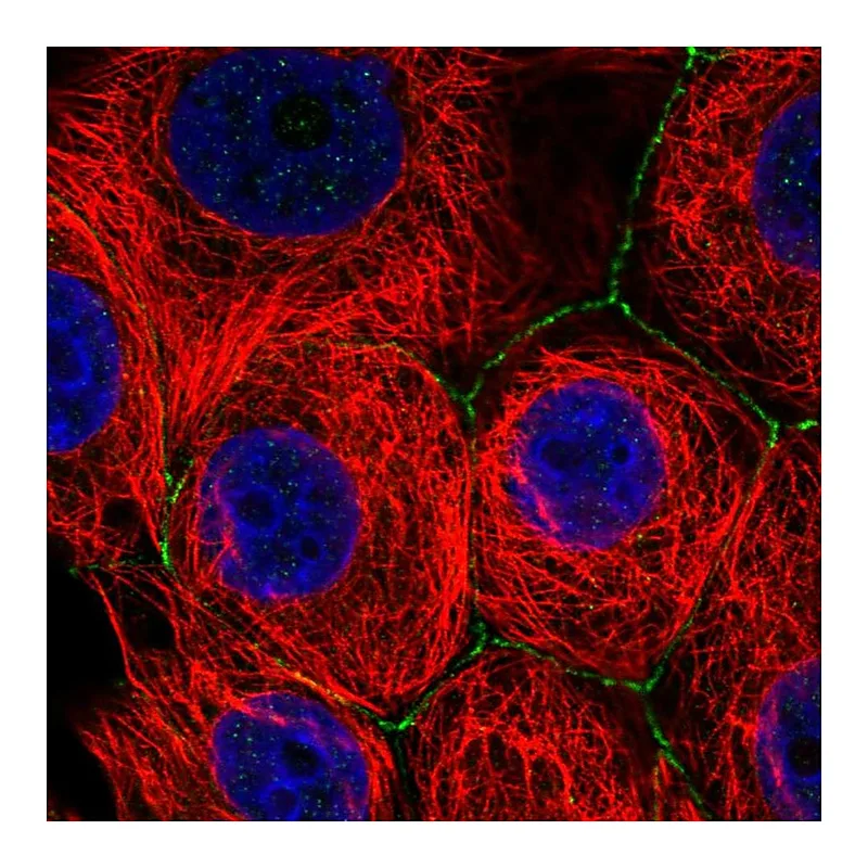 Atlas Antibodies Anti-SLC2A11 Antibody