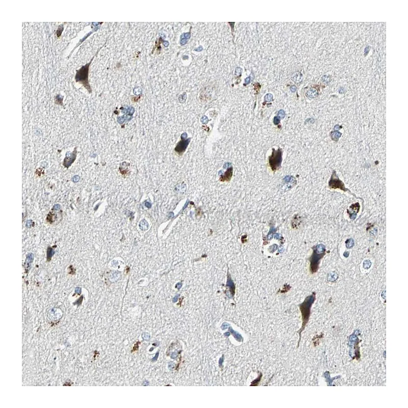 Atlas Antibodies Anti-SLC2A13 Antibody