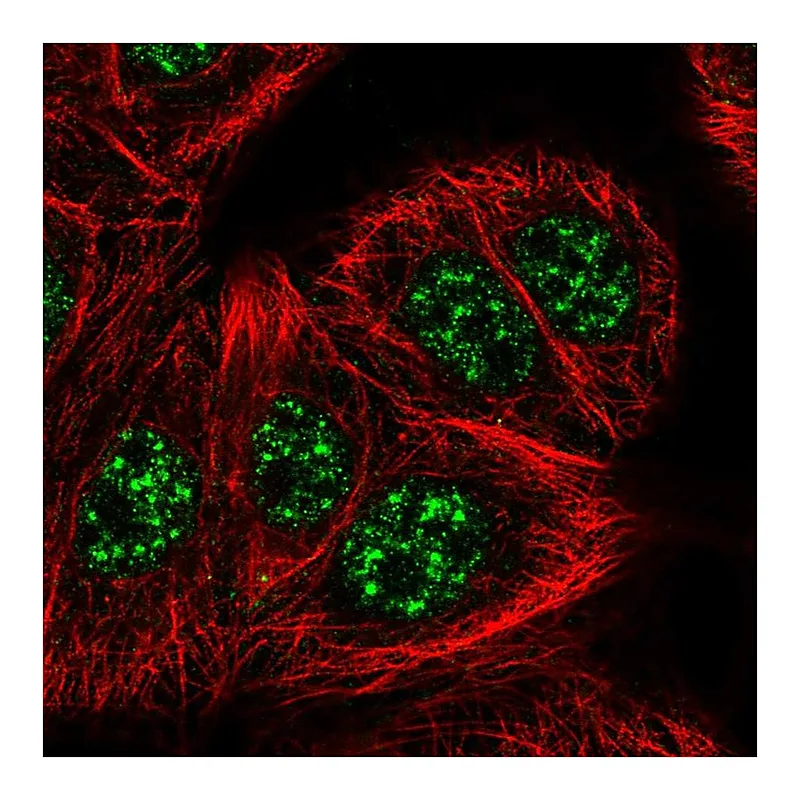 Atlas Antibodies Anti-SLC2A4RG Antibody