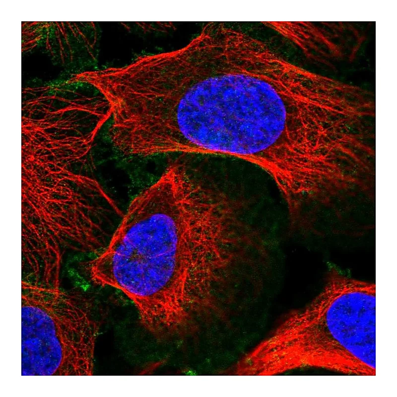 Atlas Antibodies Anti-SLC30A1 Antibody