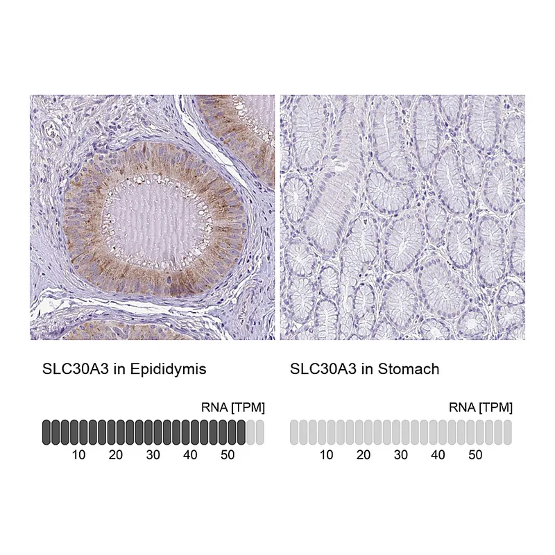 Atlas Antibodies Anti-SLC30A3 Antibody