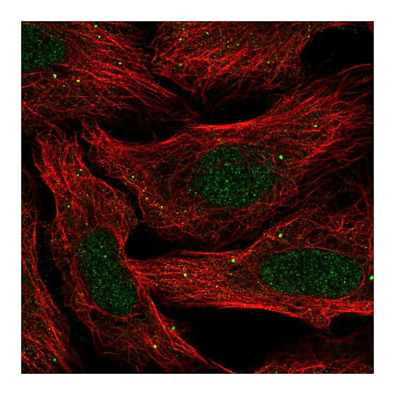 Atlas Antibodies Anti-SLC30A3 Antibody