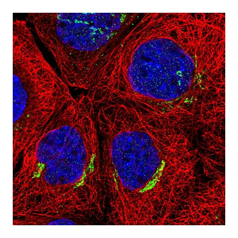 Atlas Antibodies Anti-SLC30A6 Antibody