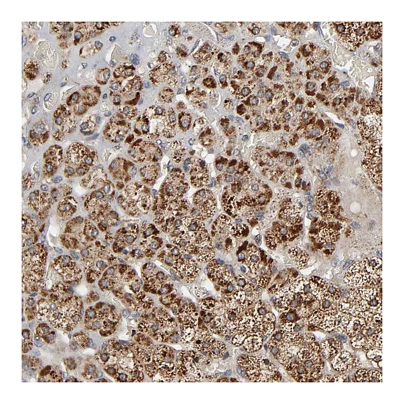 Atlas Antibodies Anti-SLC30A9 Antibody