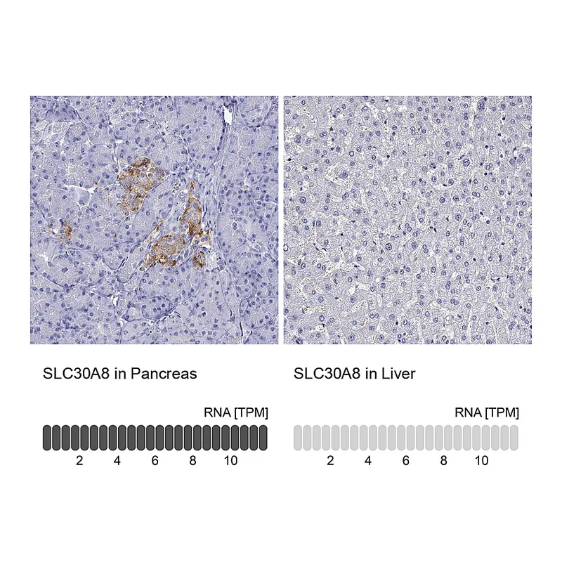 Atlas Antibodies Anti-SLC30A8 Antibody