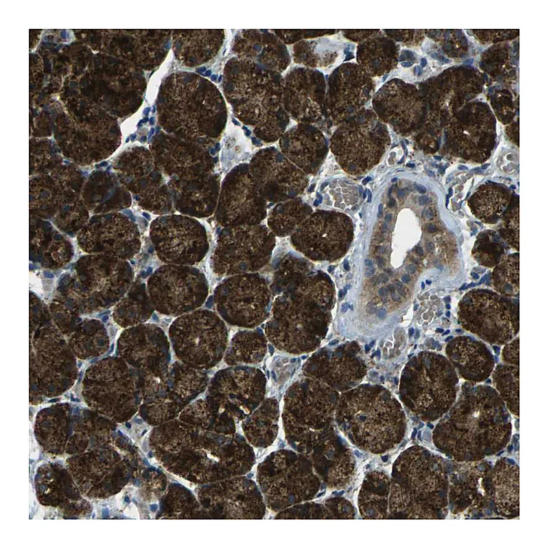 Atlas Antibodies Anti-SLC31A2 Antibody