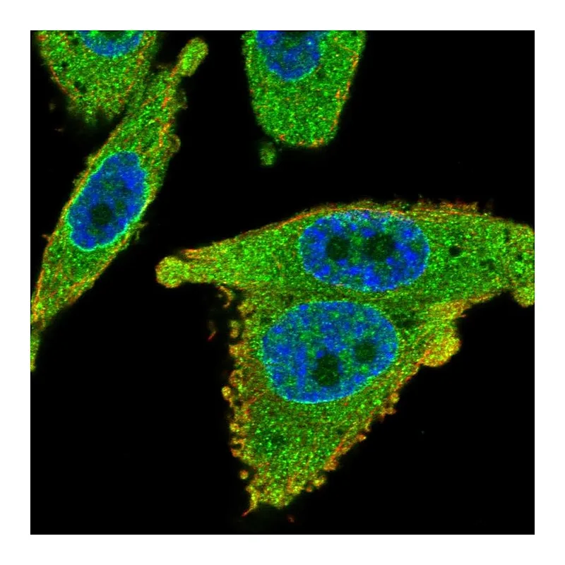 Atlas Antibodies Anti-SLC35B1 Antibody