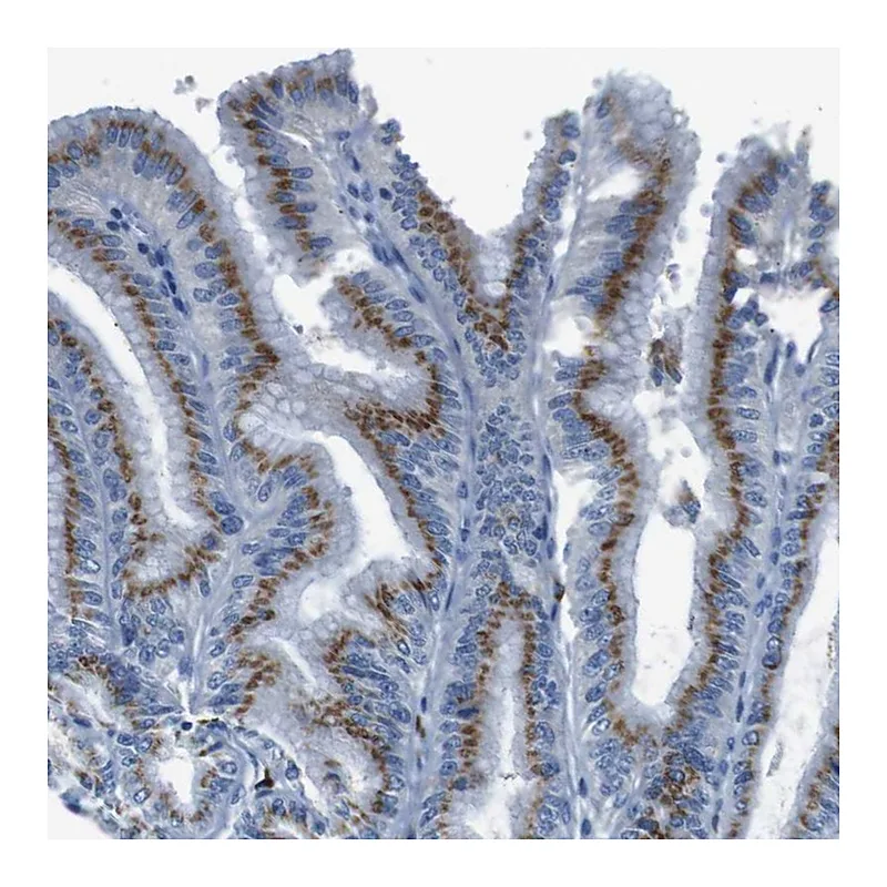 Atlas Antibodies Anti-SLC35A3 Antibody