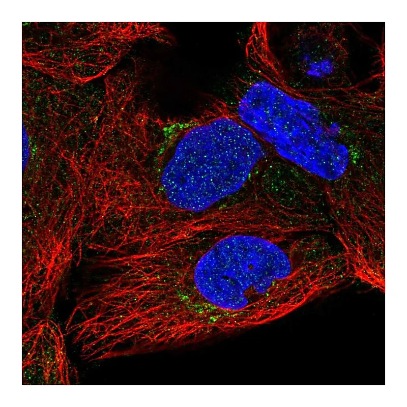 Atlas Antibodies Anti-SLC35A5 Antibody