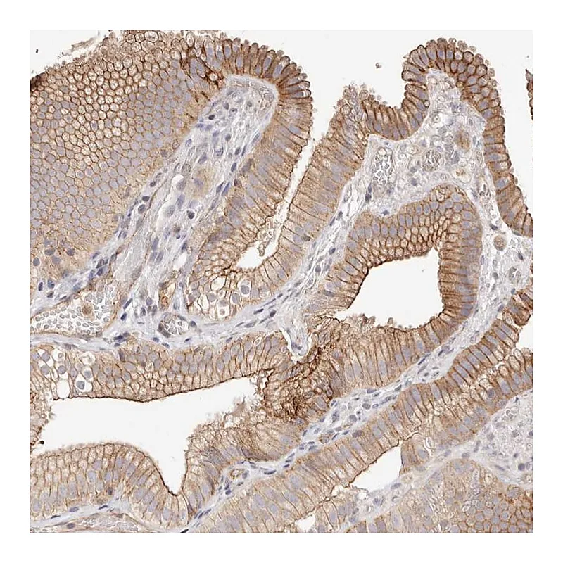 Atlas Antibodies Anti-SLC35B2 Antibody