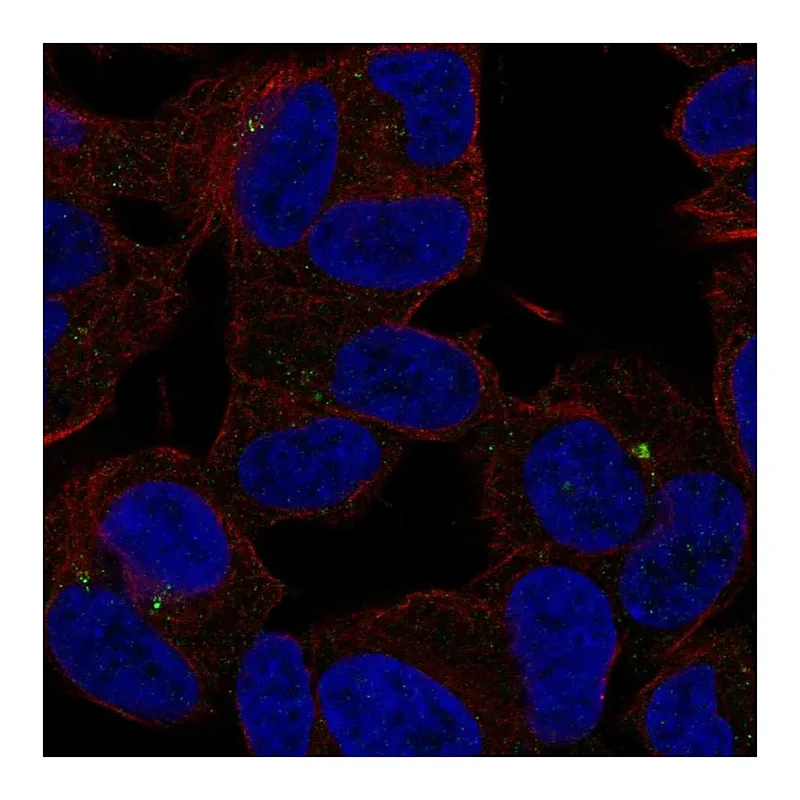 Atlas Antibodies Anti-SLC35D3 Antibody