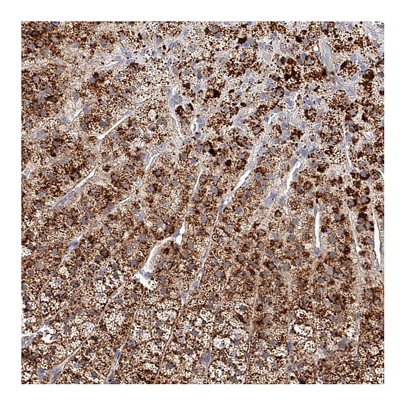 Atlas Antibodies Anti-SLC35D3 Antibody