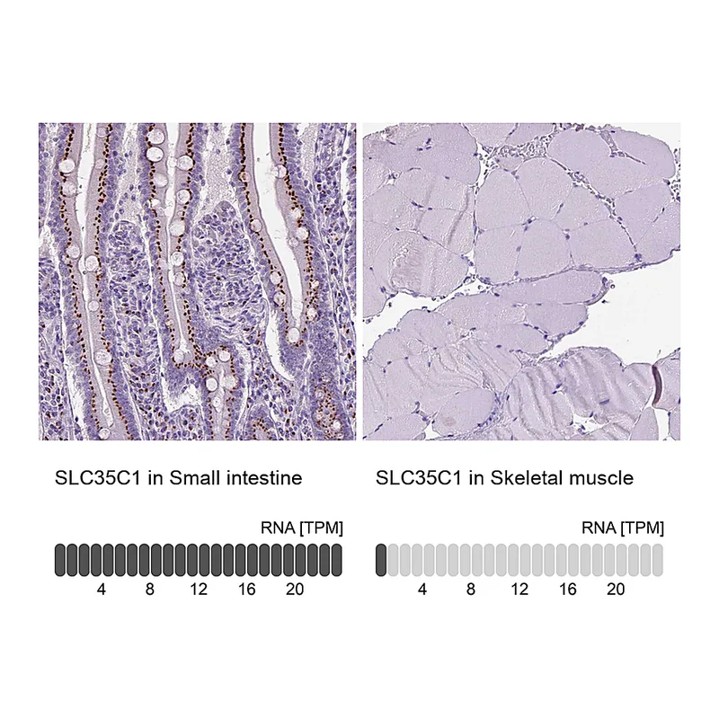 Atlas Antibodies Anti-SLC35C1 Antibody
