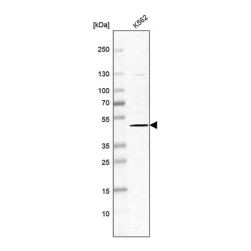 Atlas Antibodies Anti-SLC35F2 Antibody